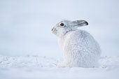 Mountain Hare (Lepus timidus). A Mountain Hare rests in the Cairngorms National Park, UK.