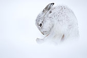 Mountain Hare (Lepus timidus). A Mountain Hare grooms in the Cairngorms National Park, UK.