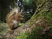 Red Squirrel (Sciurus vulgaris). A Red Squirrel perches perfectly whilst eating nuts in the woodlands of Yorkshire, UK.