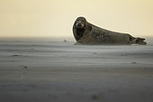Grey Seal (Halichoerus grypus). A Grey Seal changes angle to avoid the incoming sandstorm off the coast of Lincolnshire in the UK.