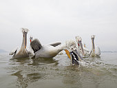 Dalmatian Pelican (Pelecanus crispus). A Dalmatian Pelican dives for food on the shoreline of Lake Kerkini, Greece.