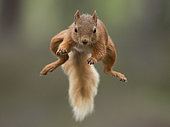 Red Squirrel (Sciurus vulgaris). A Red Squirrel bounds across a gap in the Cairngorms National Park, UK.