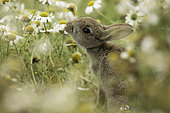 European Rabbit (Oryctolagus cuniculus). A young Rabbit reaches for a nearby Daisy off the coast of Wales, UK.