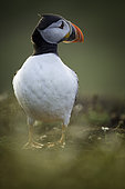Atlantic Puffin (Fratercula arctica). A Puffin rests briefly in strong winds off the coast of Wales, UK.