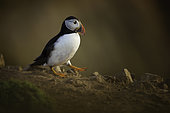 Atlantic Puffin (Fratercula arctica). A Puffin waddles across the cliffface off the coast of Wales, UK.
