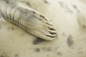 Grey Seal (Halichoerus grypus). The fine details of a young Grey Seals flipper off the coast of Lincolnshire in the UK.