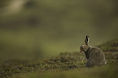 Mountain Hare (Lepus timidus). A Mountain Hare in the late evening light in the Cairngorms National Park, UK.