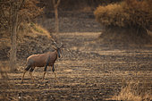 Topi (Damaliscus korrigum). A lone Topi crosses a recently burnt patch of land in Uganda.