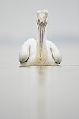 Dalmatian Pelican (Pelecanus crispus). A Dalmatian Pelican on the shoreline of Lake Kerkini, Greece.