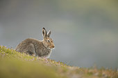 Mountain Hare (Lepus timidus). A Mountain Hare in the late evening light in the Cairngorms National Park, UK.