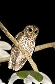 Mottled Owl (Strix virgata), Nayarit, Mexico