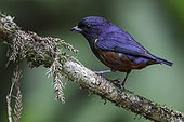 Chestnut-bellied Euphonia (Euphonia pectoralis) perched on a branch, Atlantic rainforest, Brazil