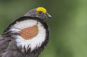 Sooty Grouse (Dendragapus fuliginosus) male, British Columbia, Canada