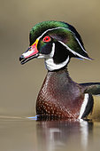 Wood Duck (Aix sponsa) male swimming in a pond, British Columbia, Canada