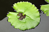 Frog on a leaf of water lily, Sri Lanka