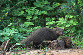 Ruddy Mongoose (Herpestes smithii), Bundala National Park, Sri Lanka