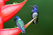 White-necked Jacobin (Florisuga mellivora), Costa Rica