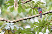 Collared Aracari (Pteroglossus torquatus) on a branch, Costa Rica
