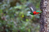 Resplendent Quetzal (Pharomachrus mocinno) flying away, Costa Rica
