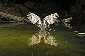 Common Poorwill (Phalaenoptilus nuttallii) in flight drinking at a pond, Arizona, USA