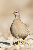 Sand Partridge (Ammoperdix heyi) female, Eilat, Israel