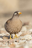 Sand Partridge (Ammoperdix heyi) male, Eilat, Israel