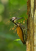 Greater Flameback (Chrysocolaptes guttacristatus) female, Darjeeling, India