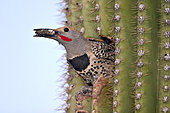 Gilded Flicker (Colaptes chrysoides) male in nest hole in Saguaro cactus (Carnegiea gigantea) carrying fecal sac, Arizona, USA