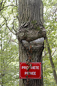 Panel covered by bark in the Madelaine departmental forest of the Regional Natural Park of the Upper Chevreuse Valley, Yvelines, France