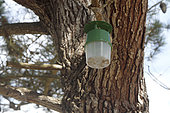 Pheromone trap of last generation without water and maintenance developed by INRA to fight biologically against pine processionary caterpillars at Cap d'Erquy, Côtes-d'Armor, France