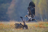 White-tailed Eagle (Haliaeetus albicilla) juveniles fighting, Lodz, Poland