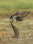 Cooper's Hawk (Accipiter cooperii) immature flying with male Northern Bobwhite (Colinus virginianus) prey in claws, Texas, USA