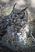 Spotted Eagle-Owl (Bubo africanus) with chick, Kgalagadi Transfrontier Park, Northern Cape, South Africa, Africa