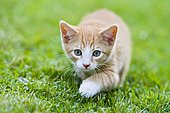 European shorthair cat in a meadow