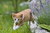 European shorthair cat is jumping in a meadow