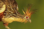 Hoatzin (Opisthocomus hoazin), Manu National Park, Peru