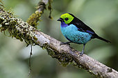Paradise Tanager (Tangara chilensis) perched on a branch, Peru