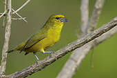 Finsch's Euphonia (Euphonia finschi) perched on a branch in the rainforest of Guyana.