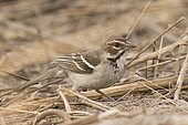 Chestnut-crowned Sparrow-Weaver (Plocepasser superciliosus) perched on the ground, Gambia