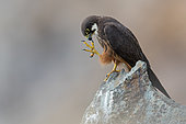 Eleonora's Falcon (Falco eleonorae) male perched on a rock, Sardinia, Italy