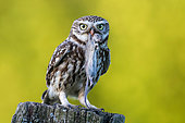 Little Owl (Athene noctua) perched on a pale with mouse prey in beak, Schleswig-Holstein, Germany