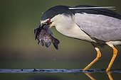 Black-crowned Night Heron (Nycticorax nycticorax) eating fish prey, Hungary
