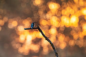 Kingfisher (Alcedo atthis), Quietly resting on its branch, Alsace, France