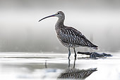 Curlew (Numenius arquata), early morning, Alsace, France
