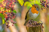 European Robin (Erithacus rubecula) perched on a stump, Kalmar, Sweden