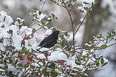 Blackbird (Turdus merula) perched in a snowy holly, Lorraine, France