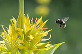 Bumblebee (Bombus terrestris) in flight and carrying pollen of a Great yellow gentian (Gentiana lutea), Lorraine, France