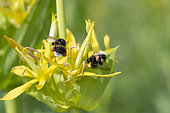 Bumblebee (Bombus terrestris) carrying pollen and foraging a Great yellow gentian (Gentiana lutea), Lorraine, France