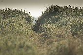 European hare (Lepus europaeus) in a pea field at dusk, Lorraine, France