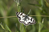 Marbled White (Melanargia galathea), Lorraine, France